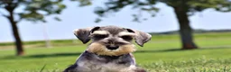 Miniature Schnauzer dogs for sale: Tucker - Ad 4
