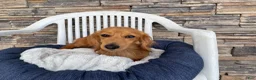 Miniature Dachshund dogs for sale: Fritz - Ad 9