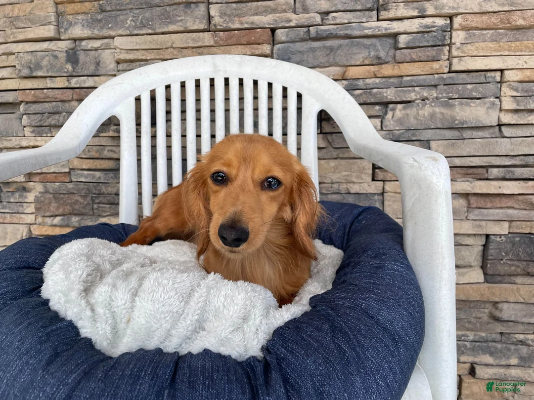 Miniature Dachshund dogs for sale: Fritz - Ad 9