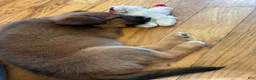 Mixed Breed dogs for sale: Mixed Breed 1 - Ad 3