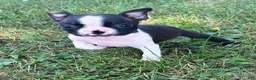 Boston Terrier dogs for sale: Uno - Ad 1