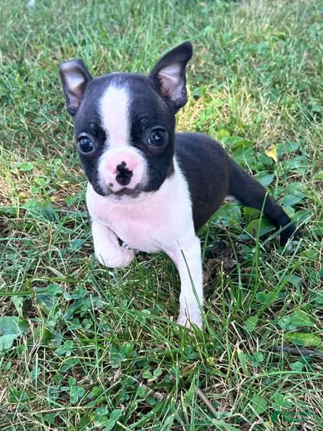 Boston Terrier dogs for sale: Uno - Ad 1