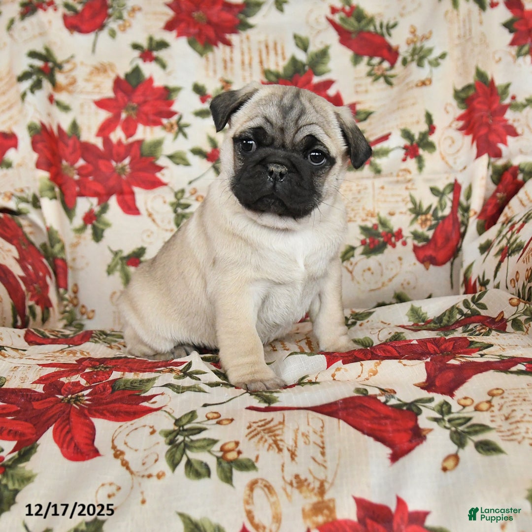 Pug dogs for sale: Charm  - Ad 1