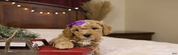 Goldendoodle dogs for sale: Holly - Ad 6