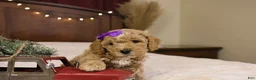 Goldendoodle dogs for sale: Holly - Ad 6