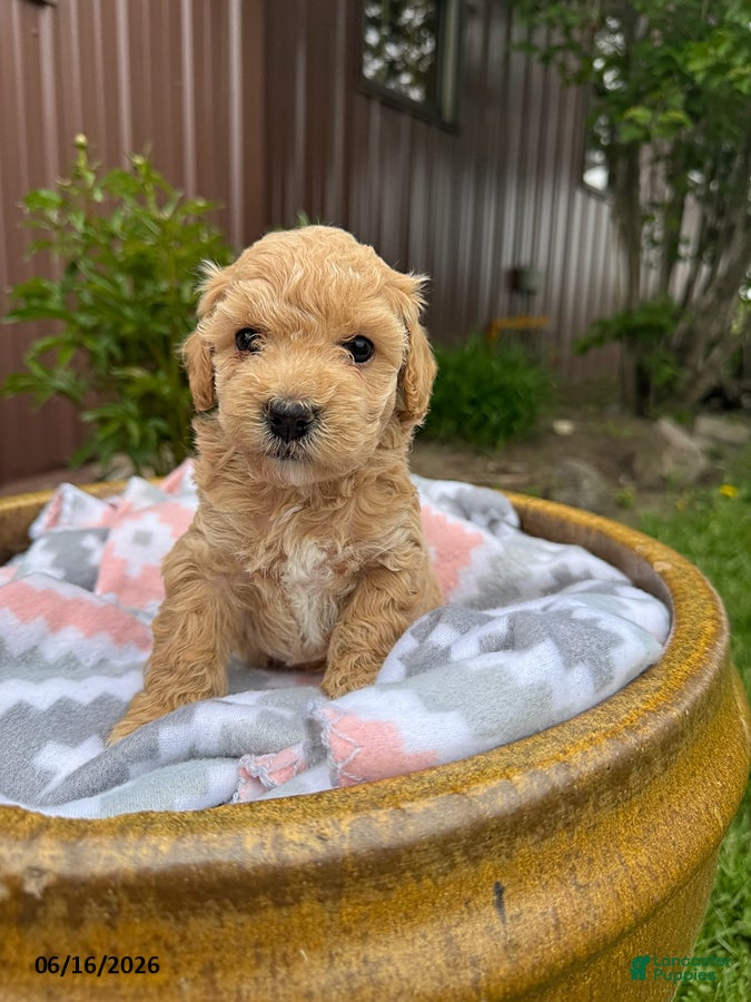 Bichpoo dogs Murphy - Ad 1