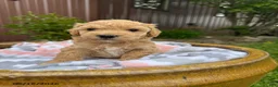 Bichpoo dogs for sale: Murphy - Ad 1