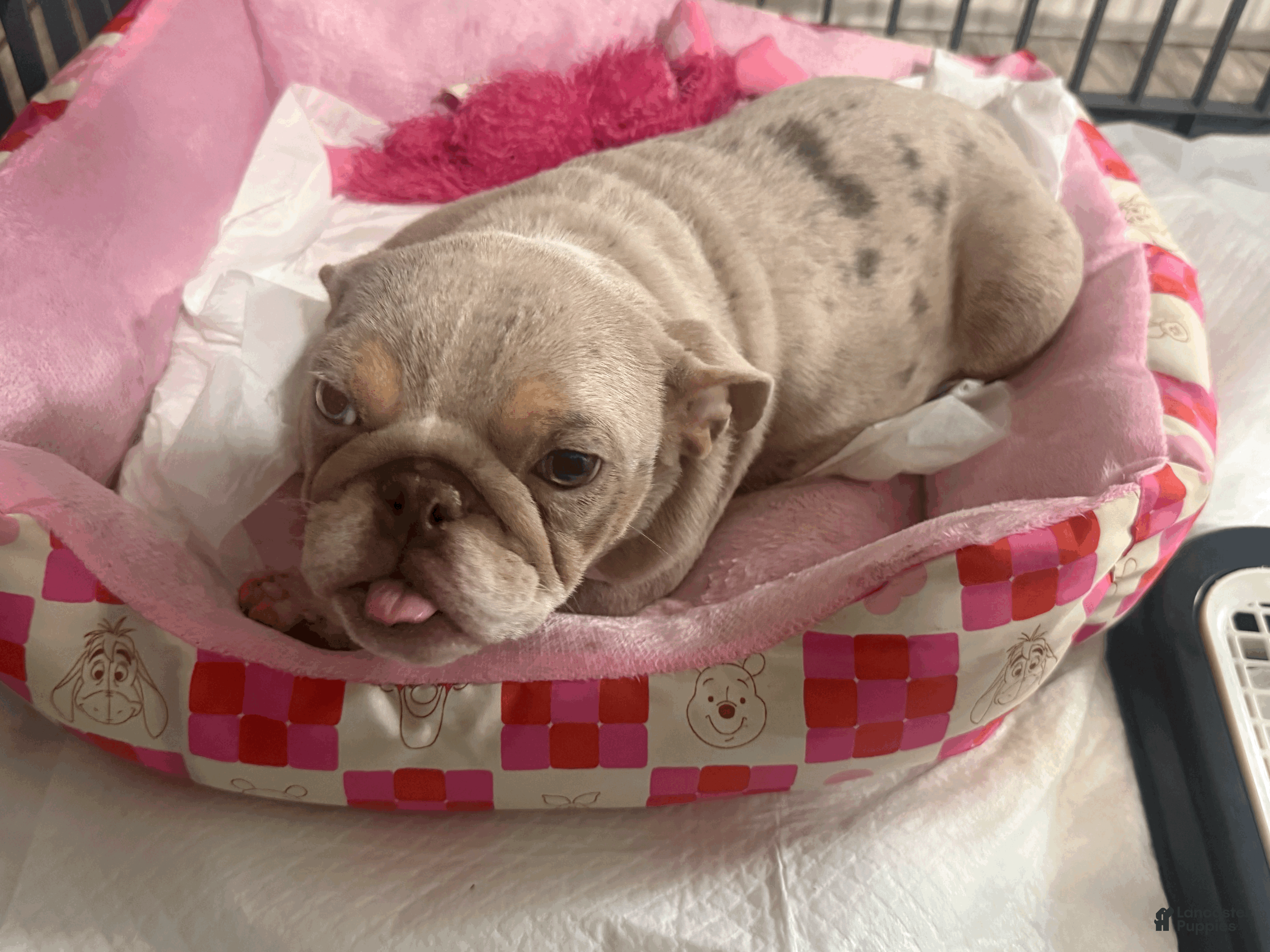 English Bulldog dogs Minnie - Ad 3