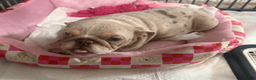 English Bulldog dogs for sale: Minnie - Ad 1