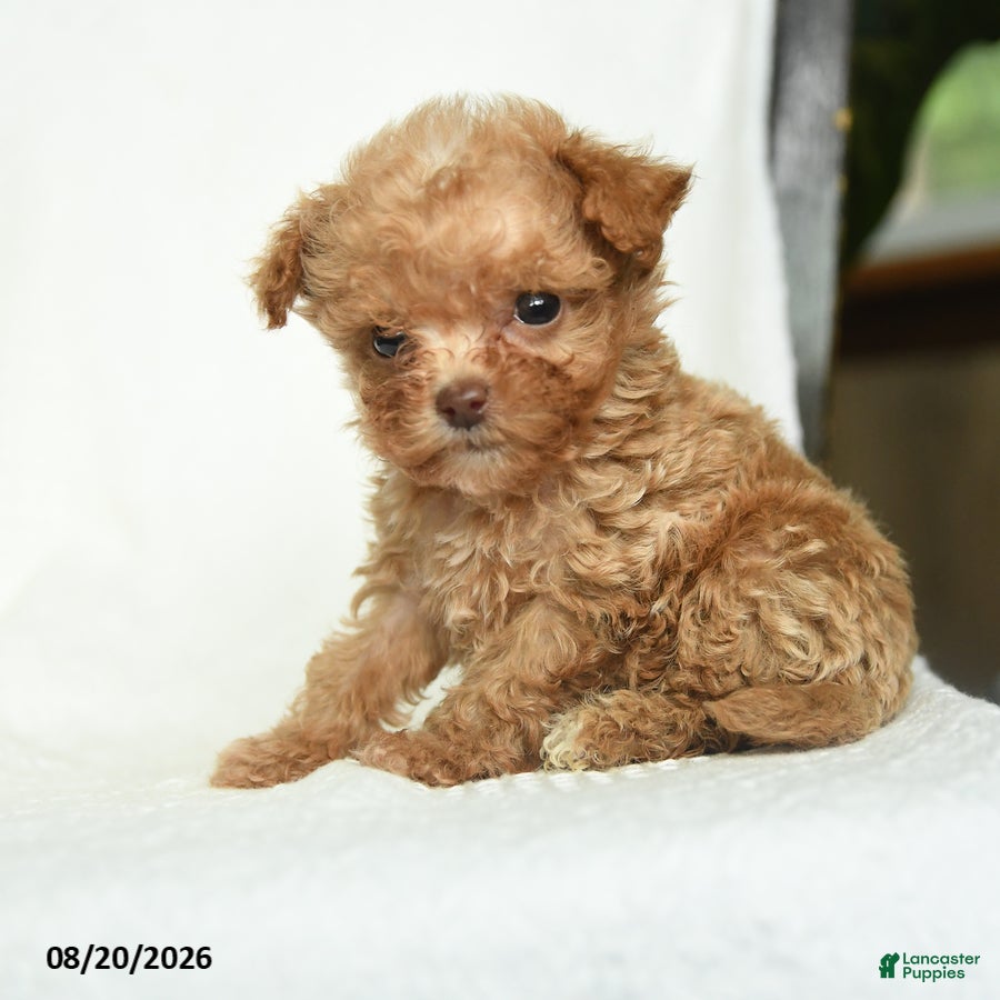 Toy Poodle dogs Jimmy - Ad 2