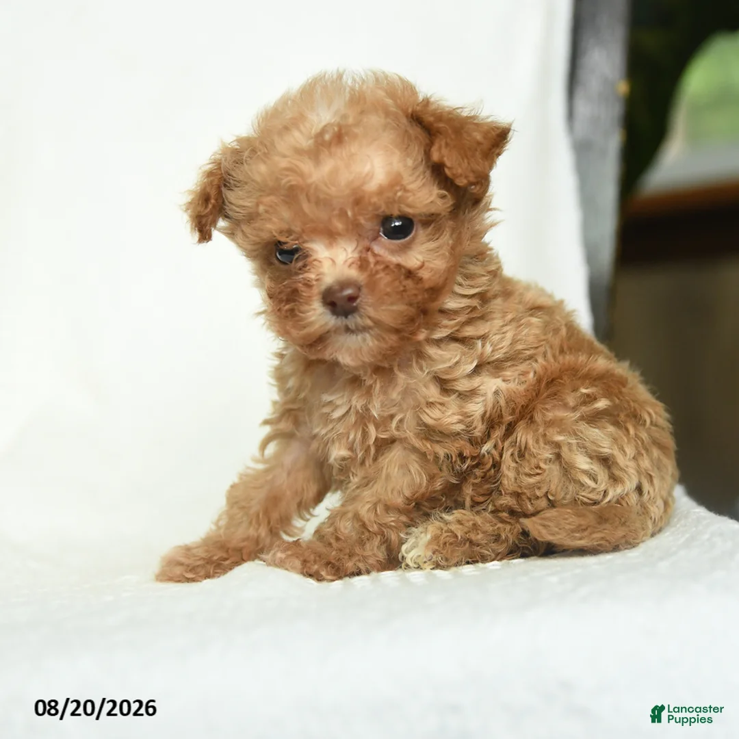 Toy Poodle dogs for sale: Jimmy - Ad 2