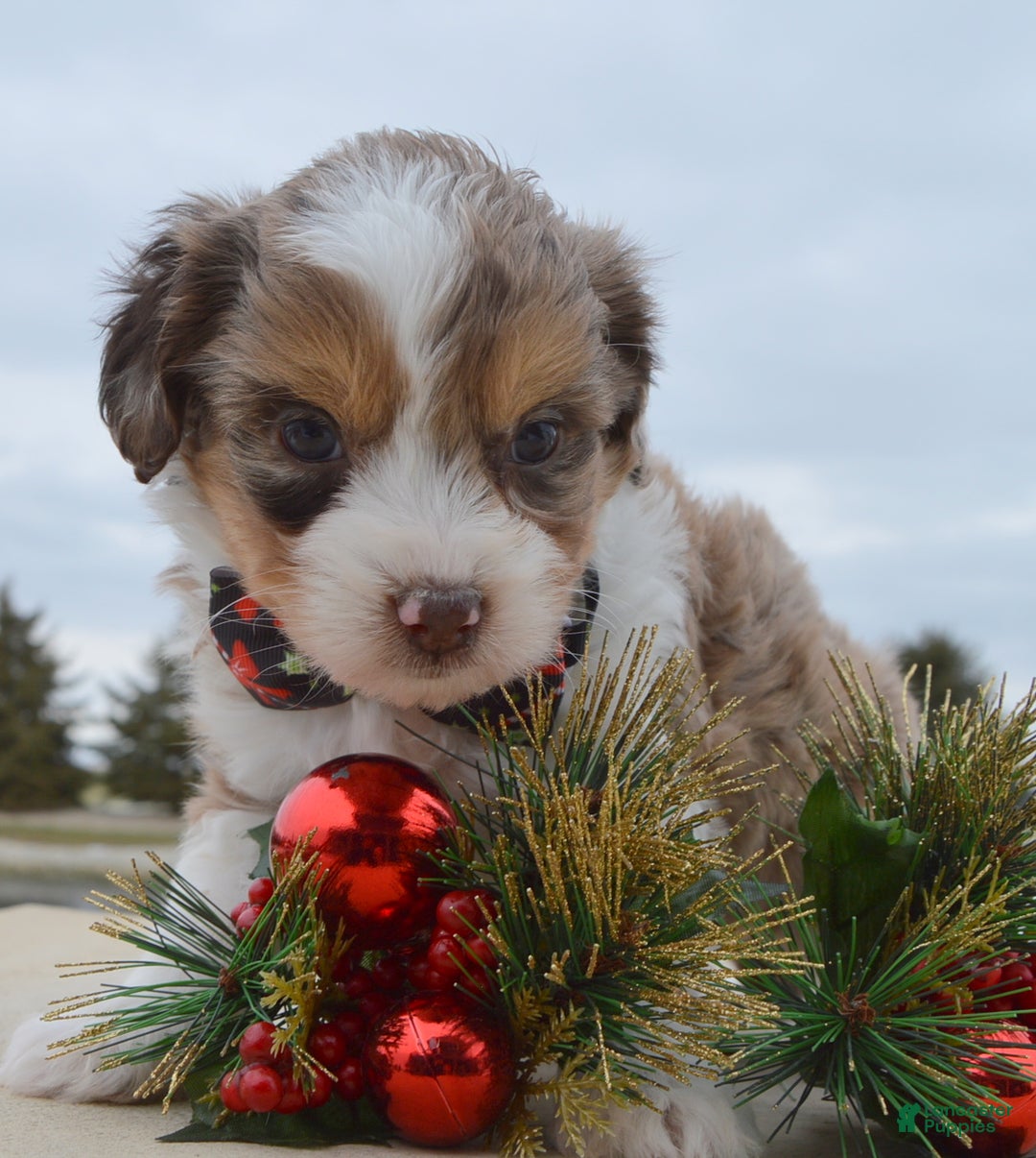 Mini Aussiedoodle dogs for sale: Toy Angel - Ad 3