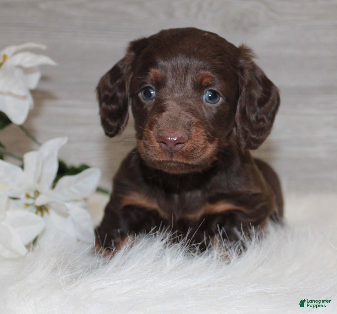 Dachshund dogs for sale: Benson - Ad 6