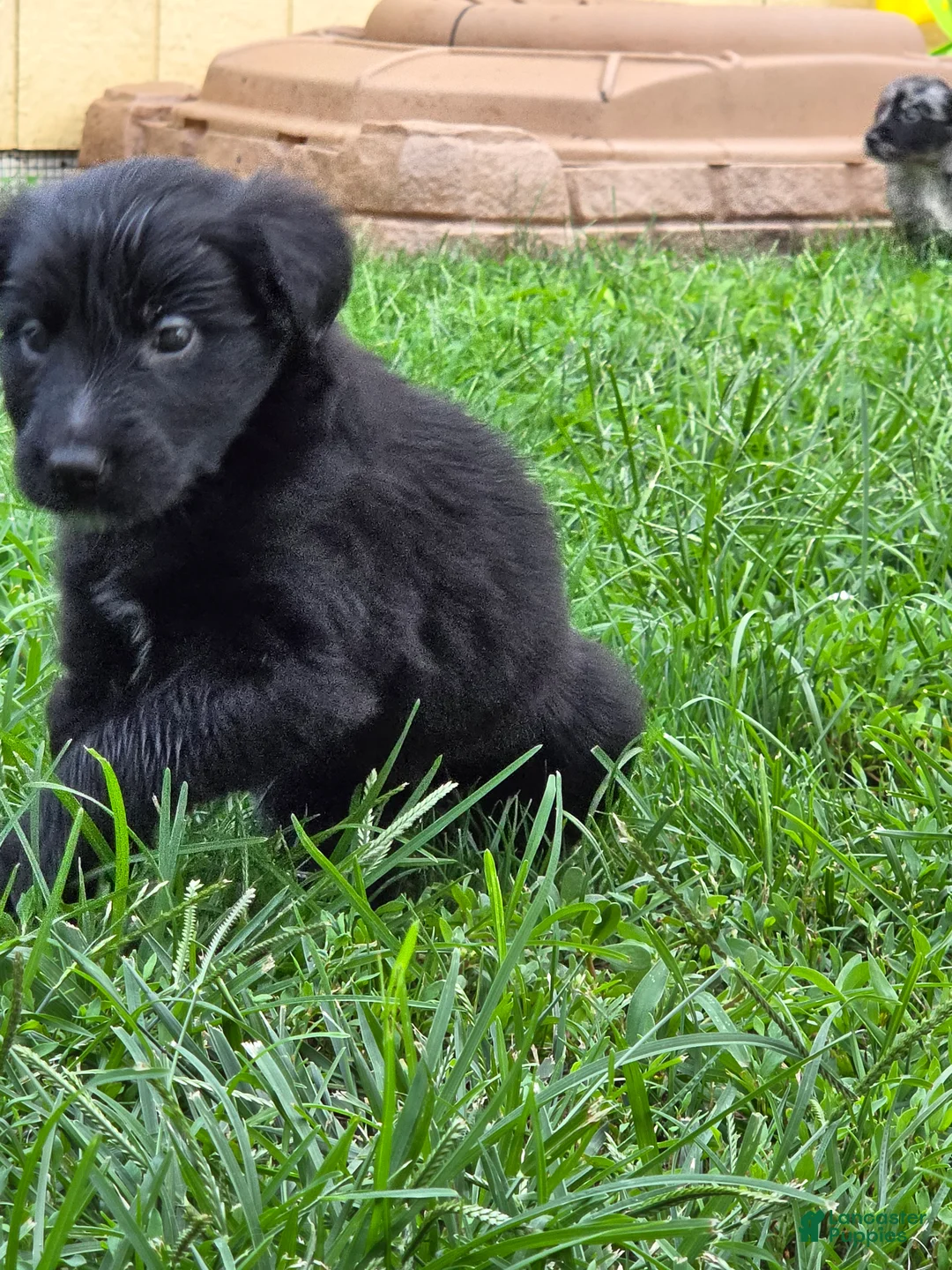 Mixed Breed dogs for sale: Nina - Ad 2