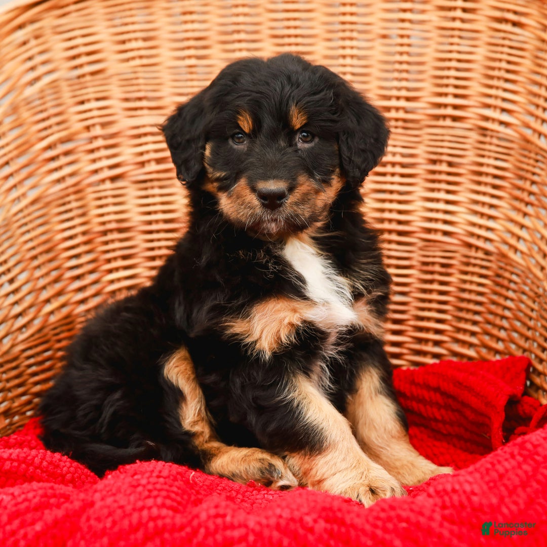 Aussiedoodle dogs for sale: Renae Standard - Ad 1