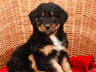 Aussiedoodle dogs Renae Standard - Ad 5