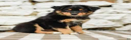 Australian Shepherd dogs for sale: Trisha - Ad 3