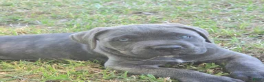 Cane Corso Puppy 5