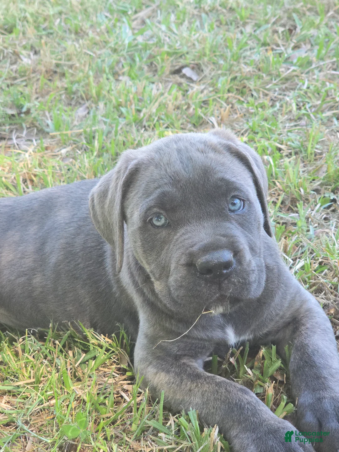Cane Corso dogs for sale: Cane Corso Puppy 5 - Ad 1