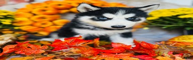 Siberian Husky Puppy 1