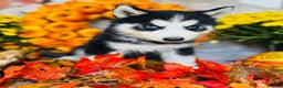 Siberian Husky dogs for sale: Siberian Husky Puppy 1 - Ad 1