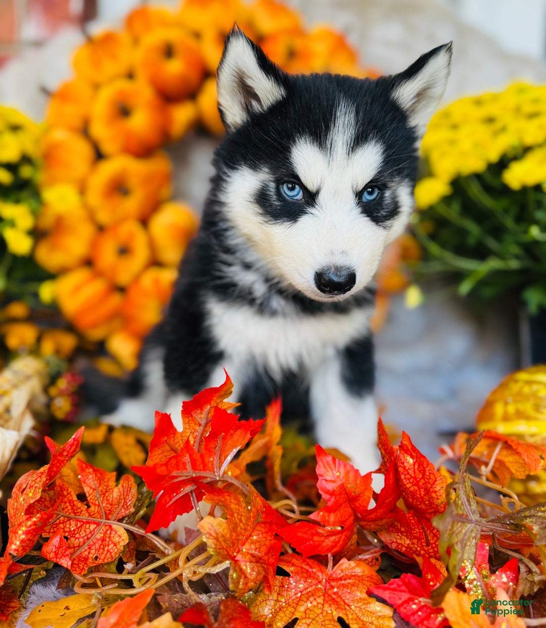 Siberian Husky dogs for sale: Siberian Husky Puppy 1 - Ad 1