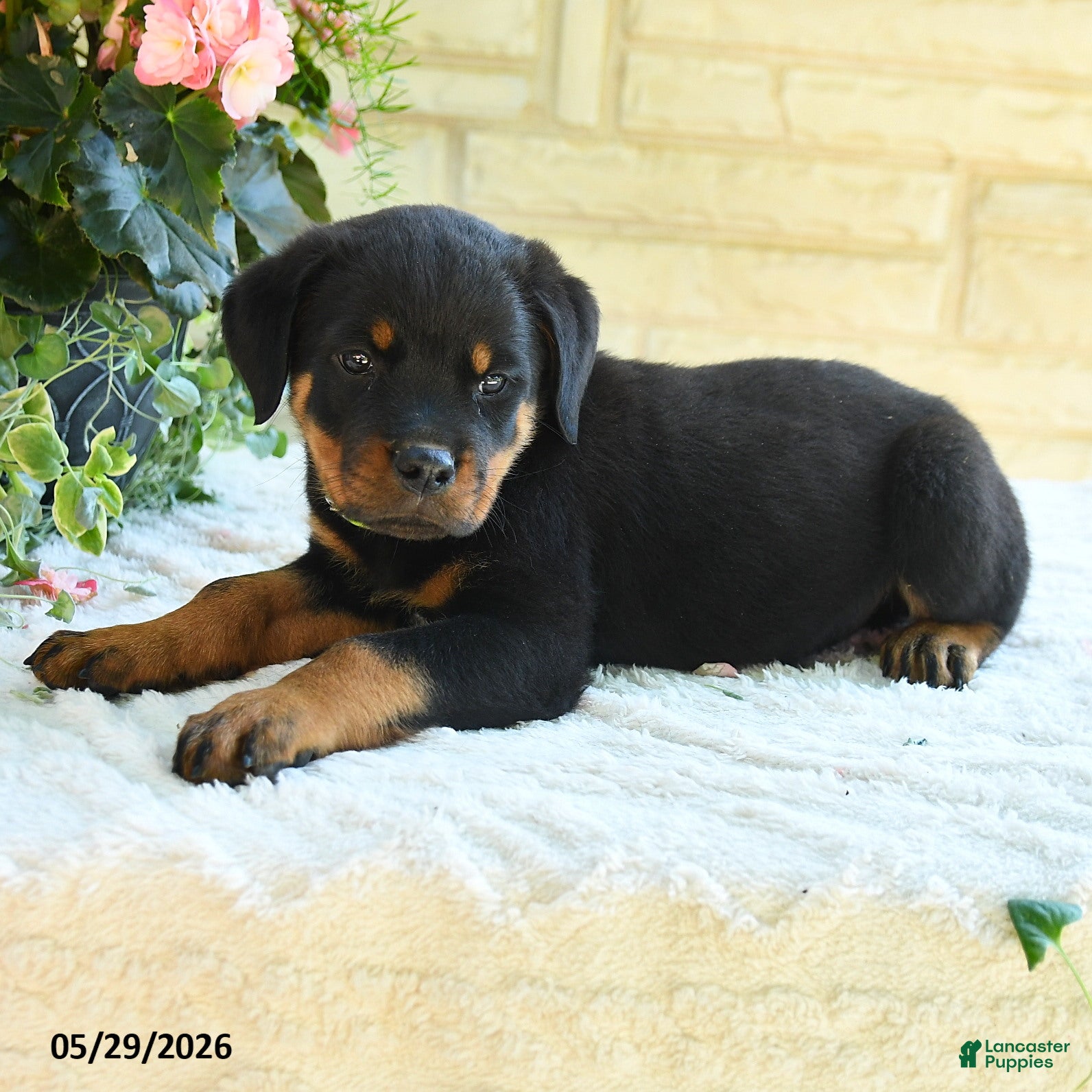Rottweiler dogs Lawton - Ad 2