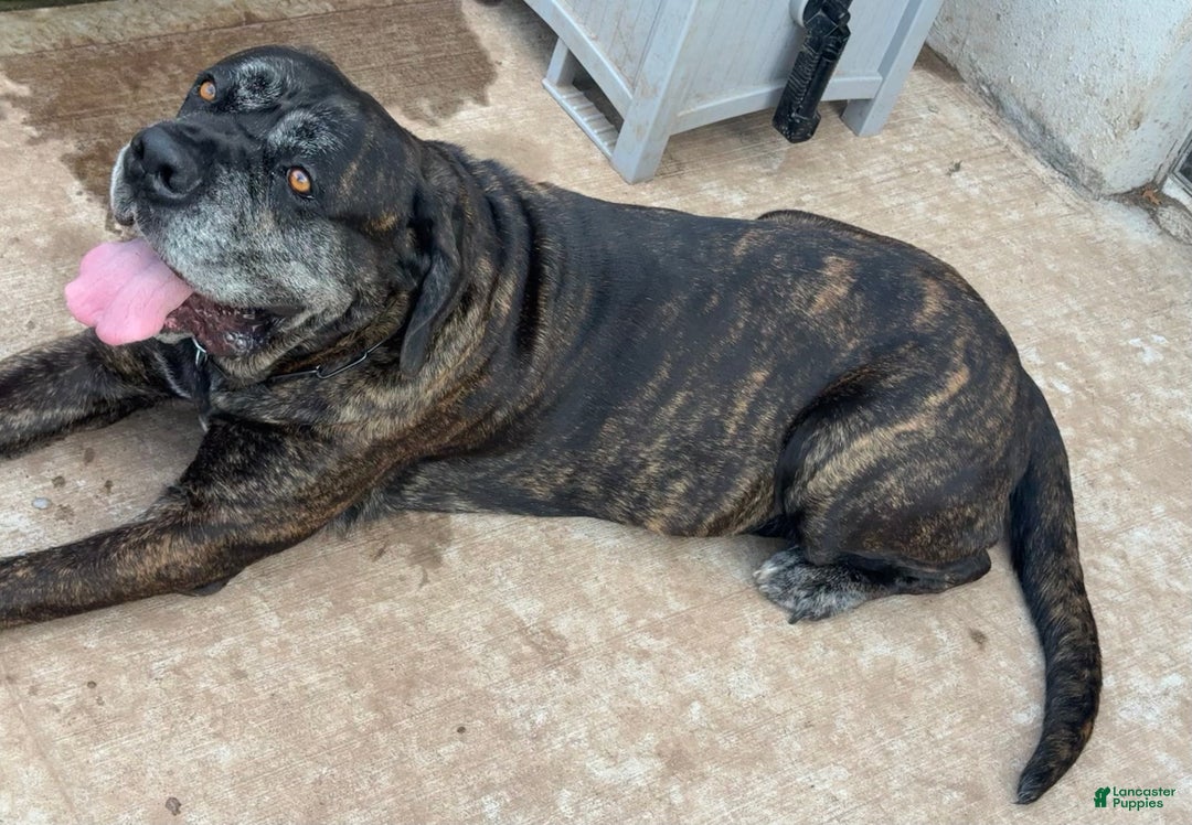 Cane Corso dogs for sale: Cash - Ad 9