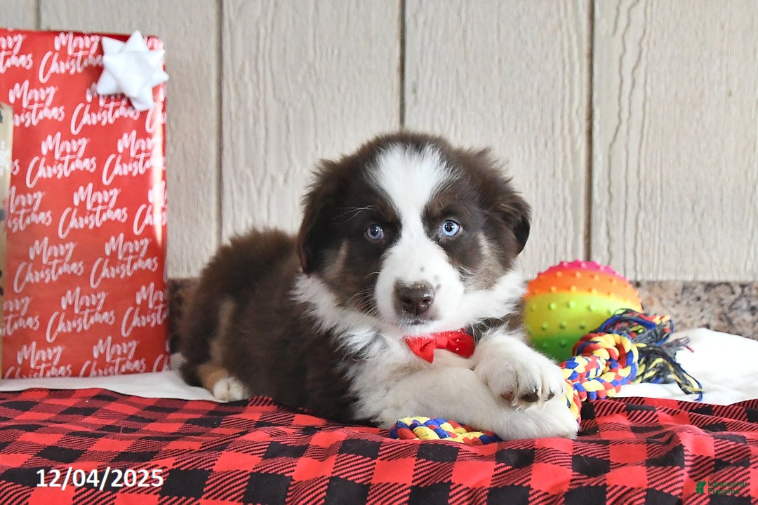 Australian Shepherd dogs for sale: Rudolph - Ad 5