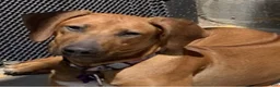 Rhodesian Ridgeback dogs for sale: Rhodesian Ridgeback Puppy 4 - Ad 2