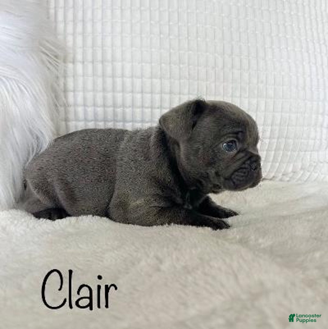 Mixed Breed dogs for sale: Clair - Ad 6