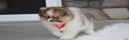Pomeranian dogs for sale: Bentley AKC - Ad 20