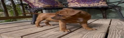Staffordshire Bull Terrier dogs for sale: Tella - Ad 3