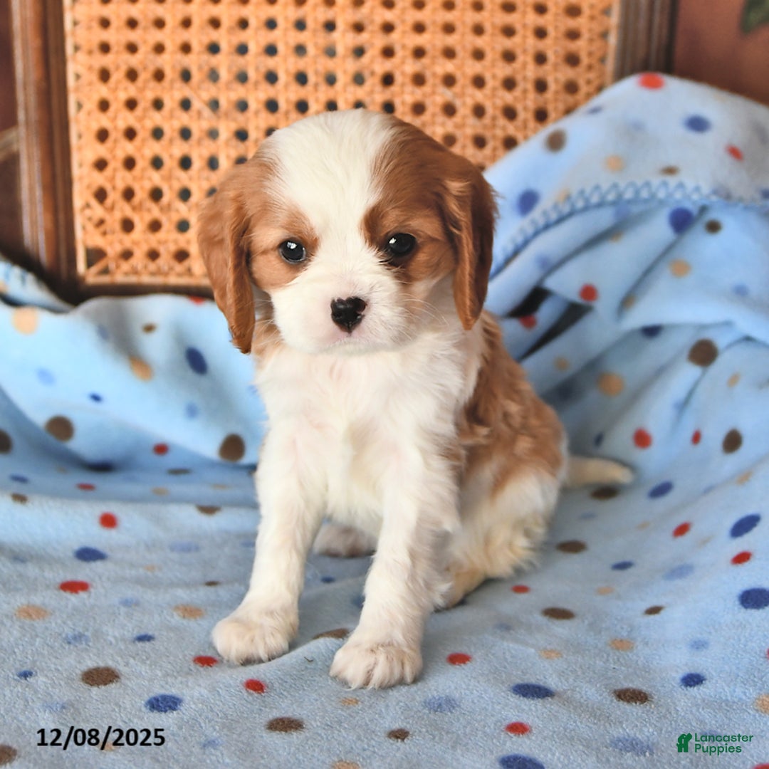 Cavalier King Charles Spaniel dogs for sale: Ryan - Ad 3