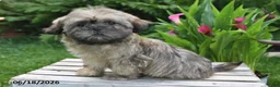 Teddy Bear dogs for sale: Carter - Ad 3