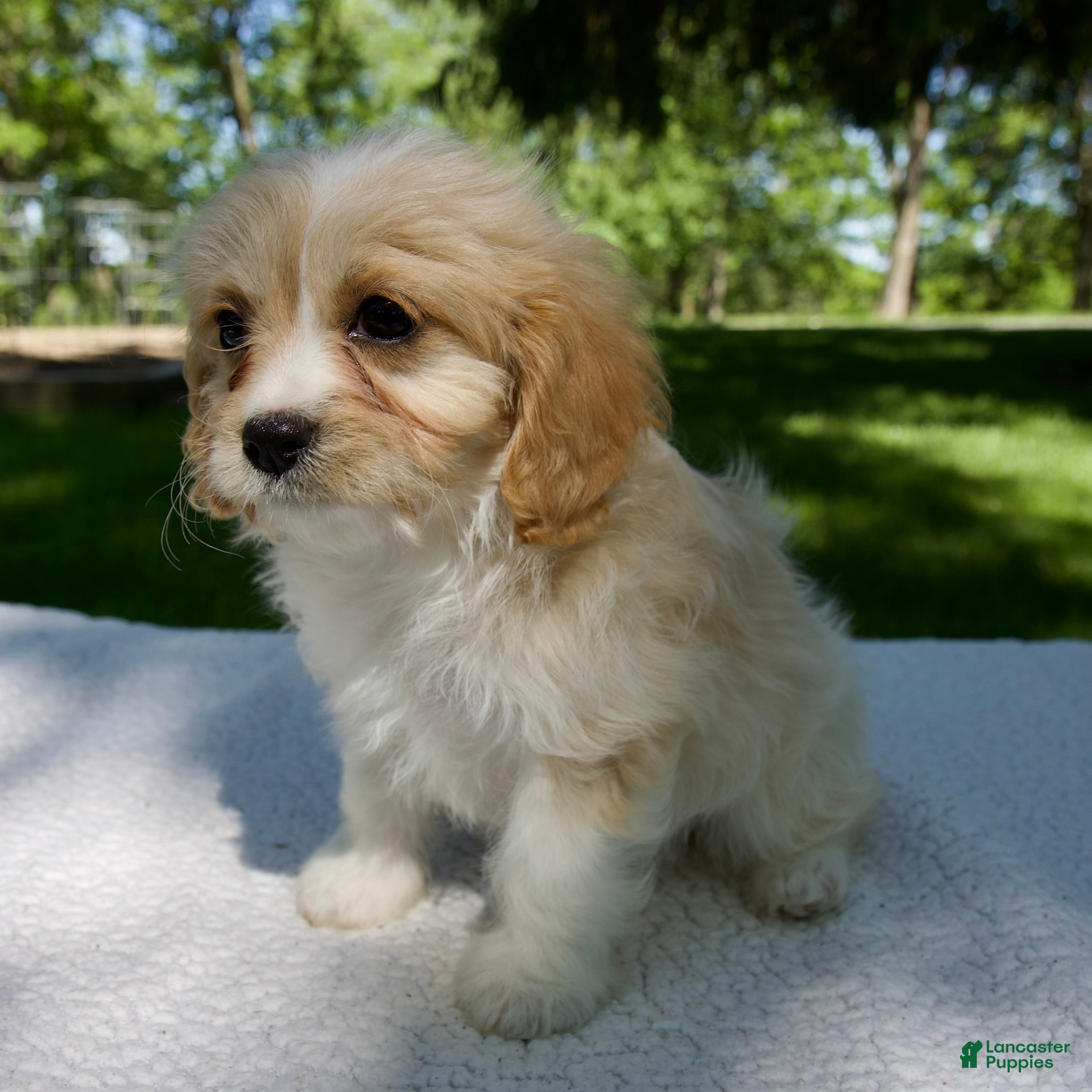 Cavapoo dogs for sale: Ella - Ad 5