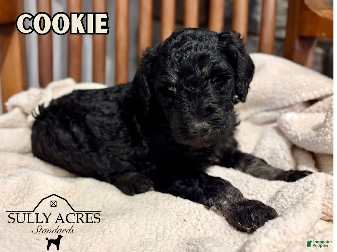 Standard Poodle dogs for sale: Cookie - Ad 2