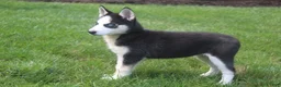 Siberian Husky dogs for sale: Luna - Ad 5
