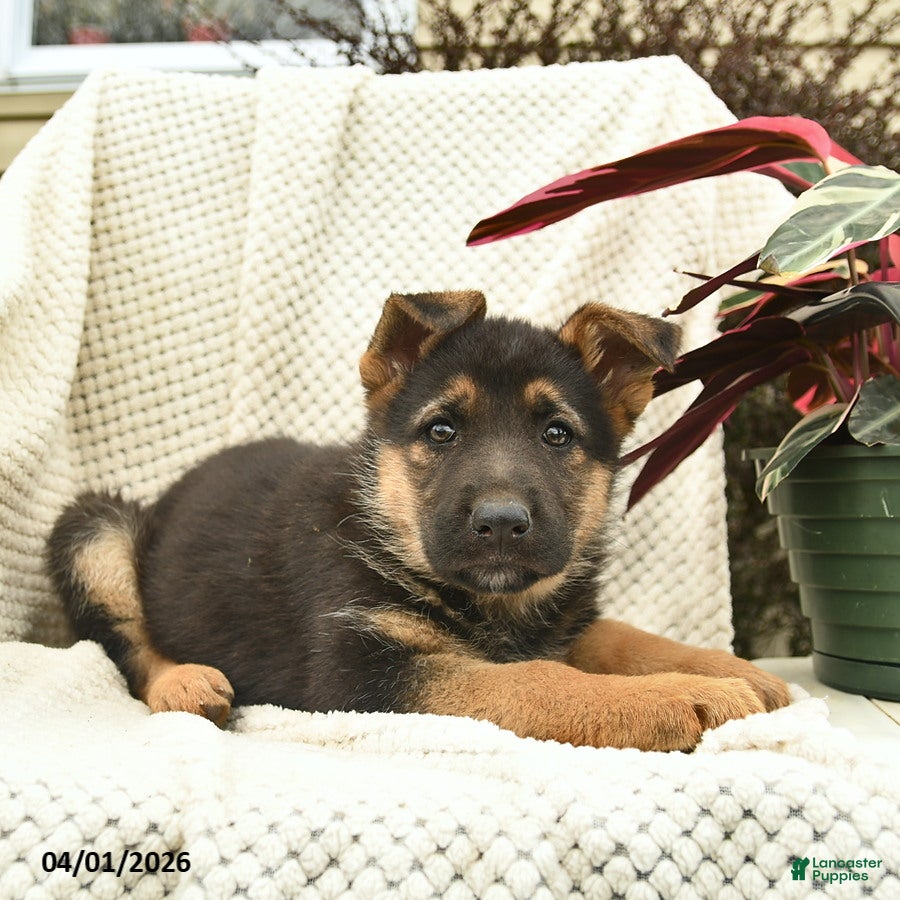 German Shepherd dogs Harper  - Ad 2