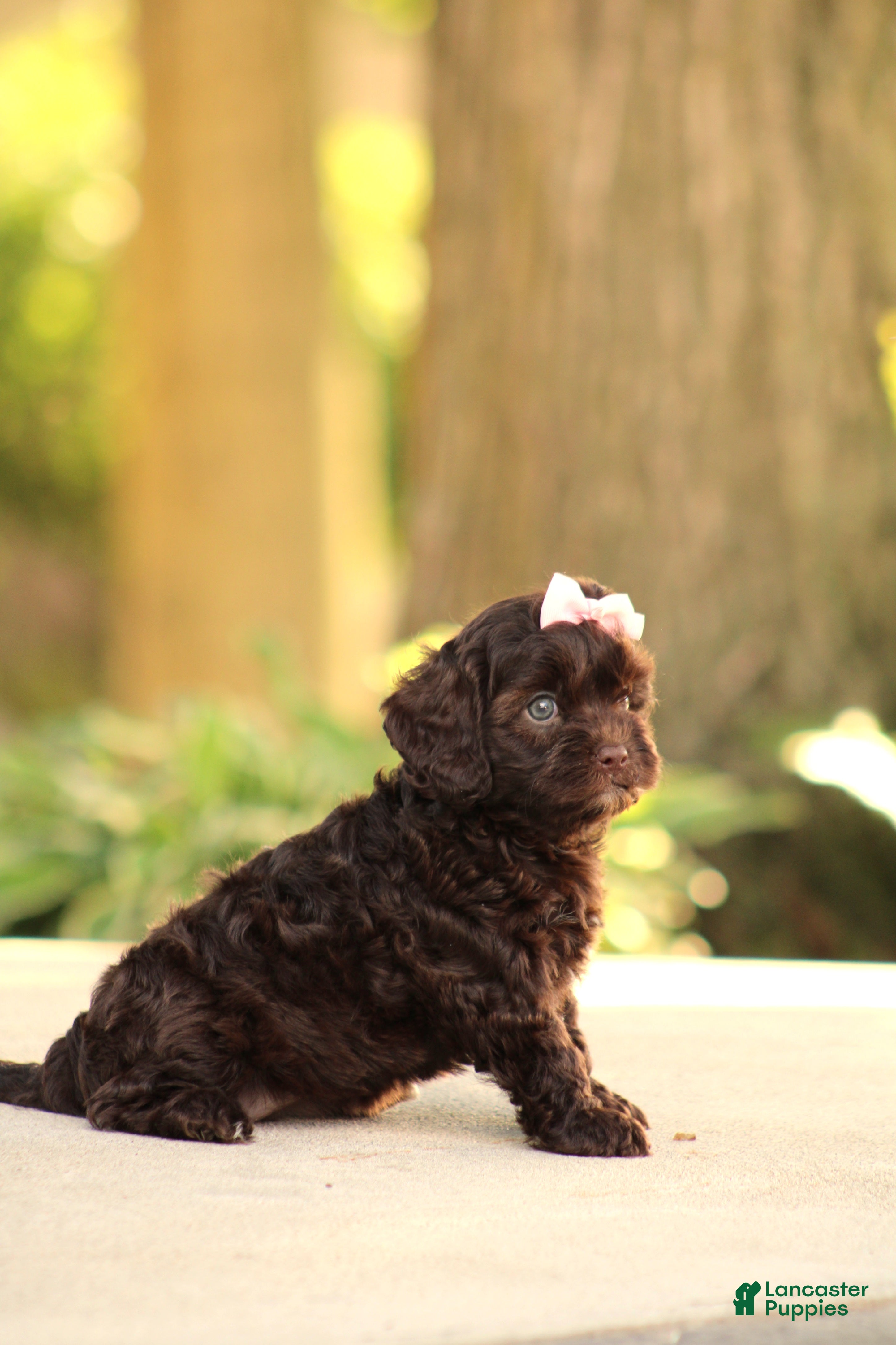 Cavapoo dogs Ariel - Ad 2