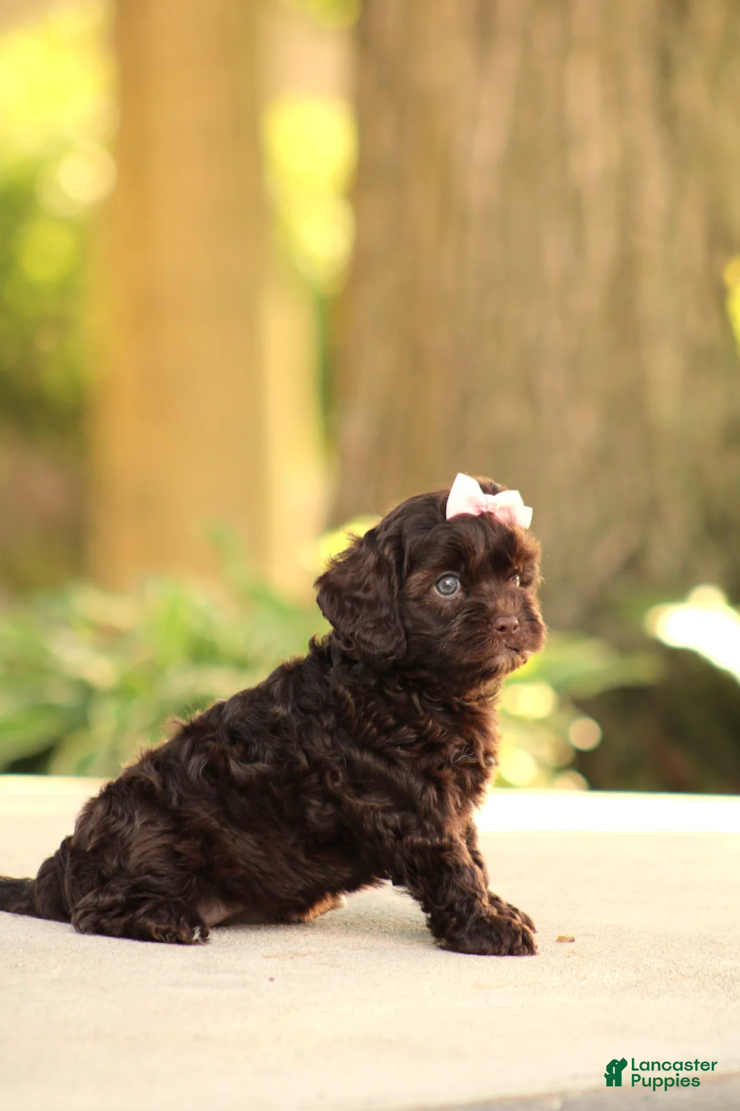 Cavapoo dogs for sale: Ariel - Ad 2