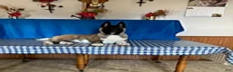 Akita dogs for sale: Richard - Ad 3