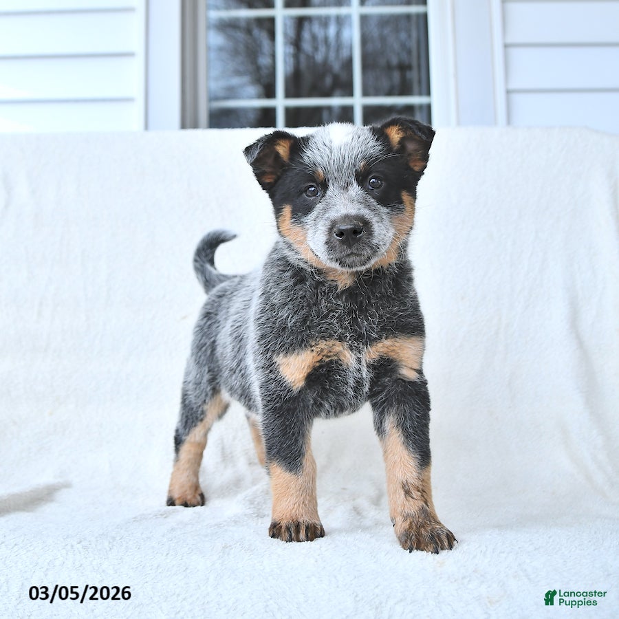 Australian Cattle Dog dogs Diamond - Ad 1