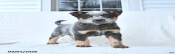 Australian Cattle Dog dogs for sale: Diamond - Ad 1