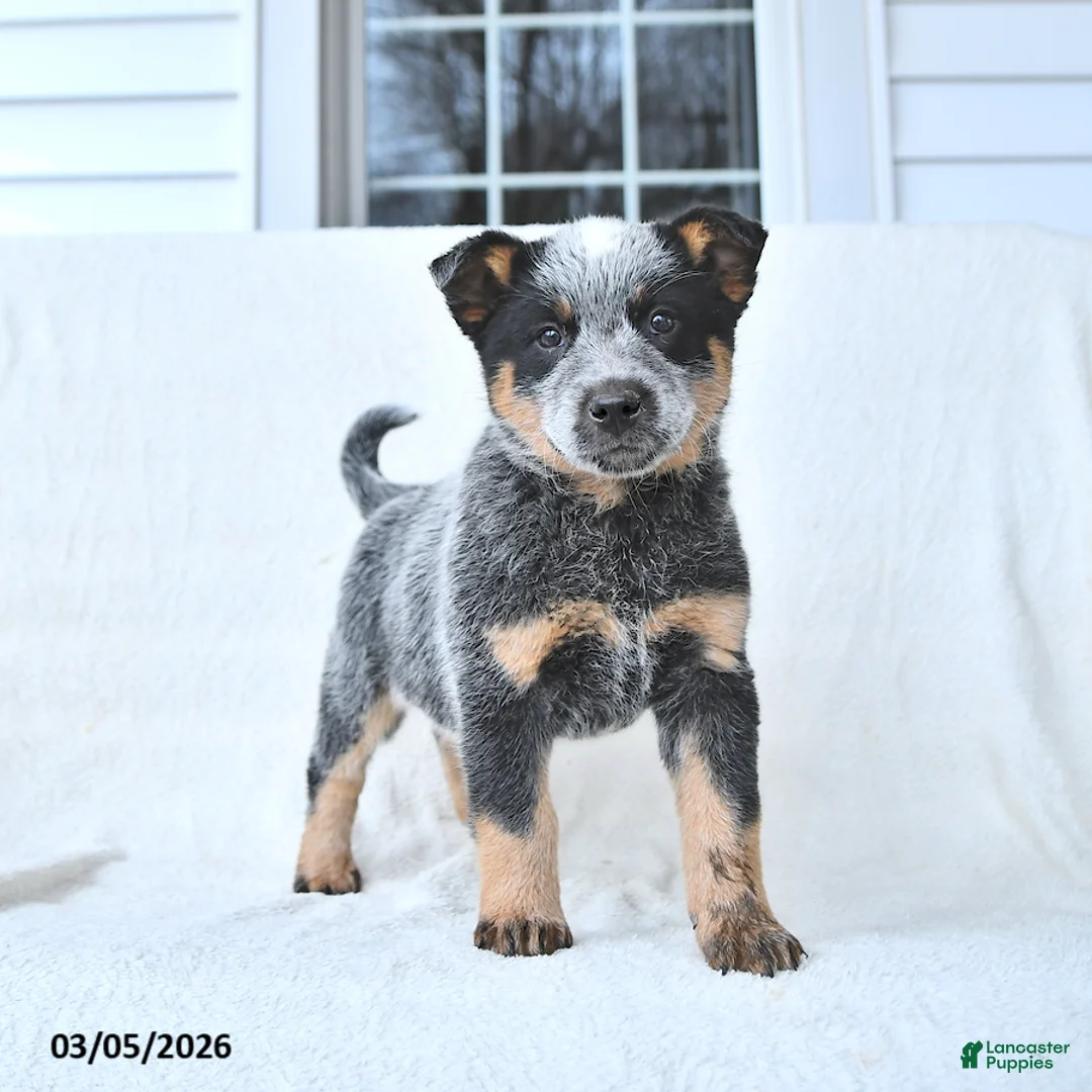 Australian Cattle Dog dogs for sale: Diamond - Ad 1