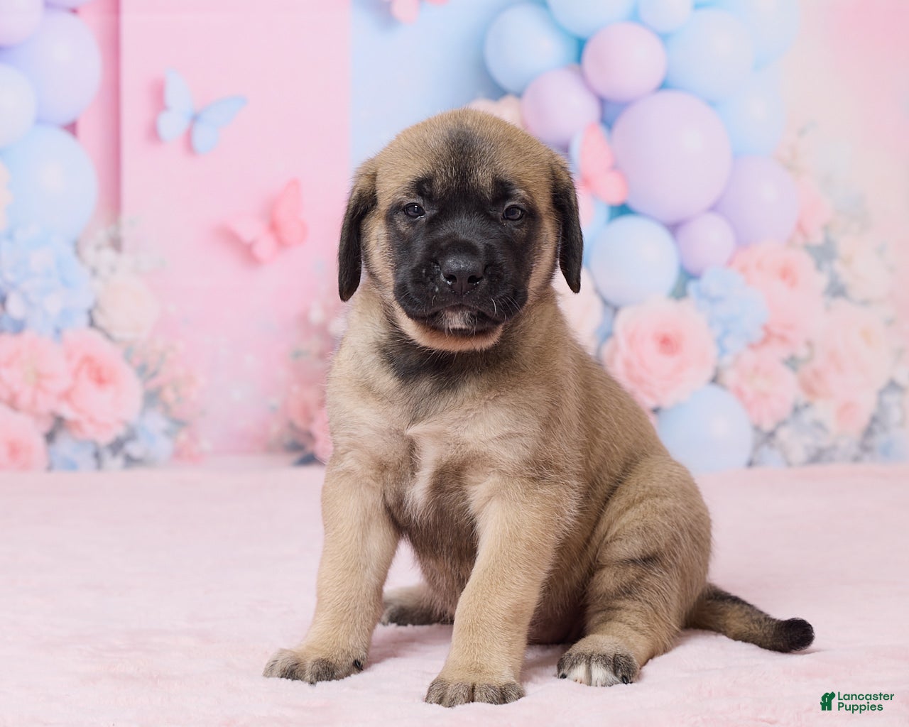 English Mastiff dogs Molly - Ad 2