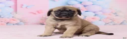 English Mastiff dogs for sale: Molly - Ad 2
