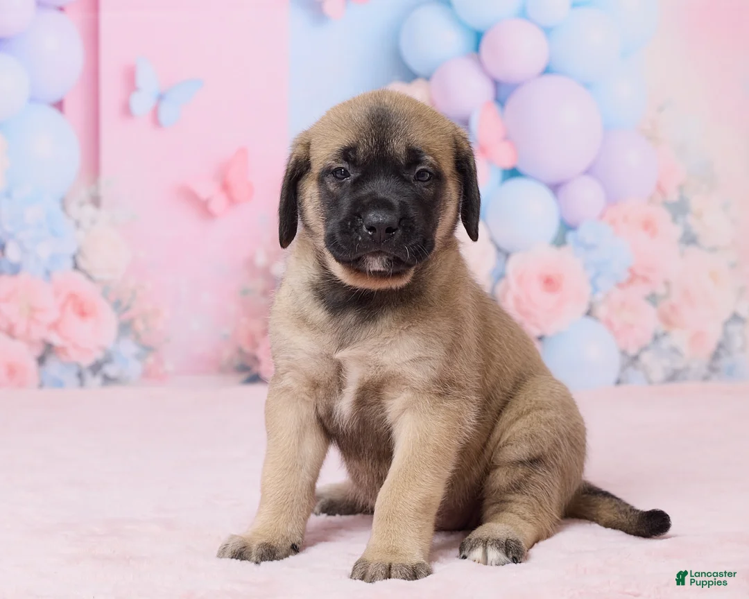 English Mastiff dogs for sale: Molly - Ad 2