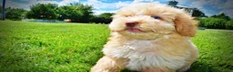Havapoo dogs for sale: Gracie - Ad 13