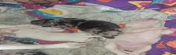 American Pit Bull Terrier dogs for sale: Snow flake - Ad 6